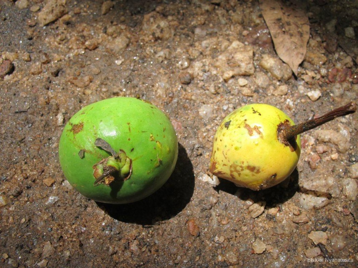 Garcinia xanthochymus Hook.f. ex T.Anderson